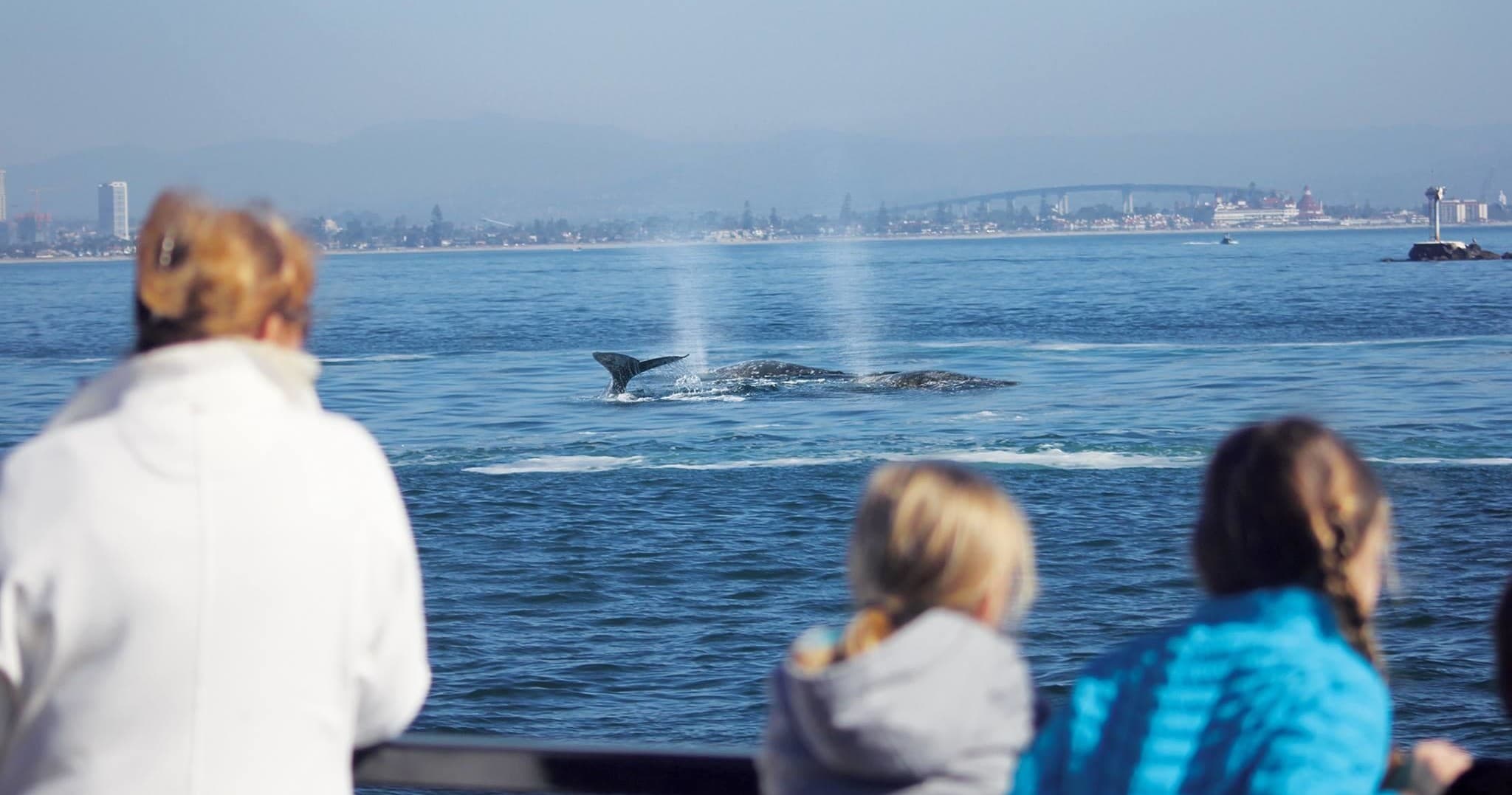San Diego Whale Watching Cruise