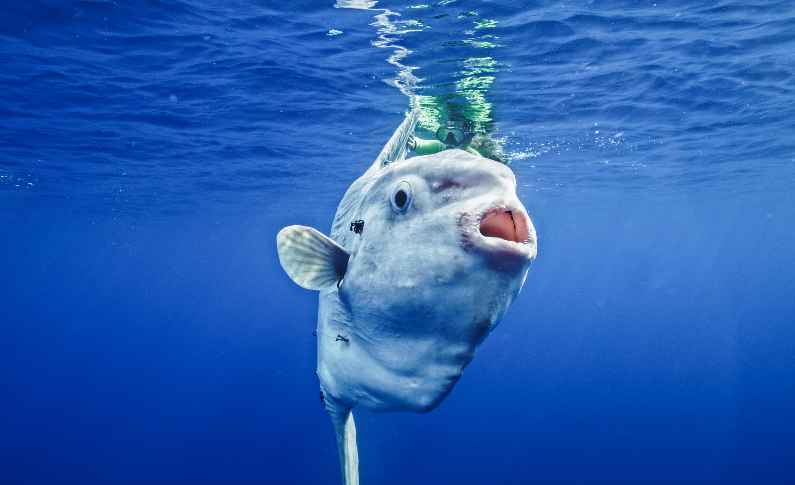 Pelagic Wildlife Expedition (6 Hrs)