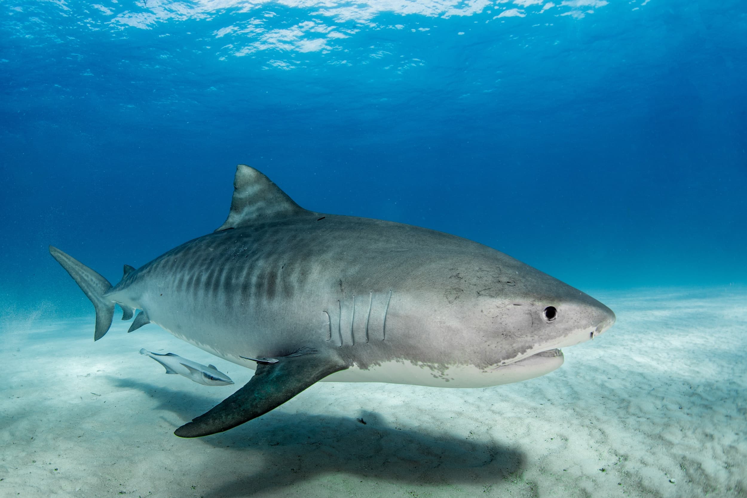 North Shore Shark Adventure