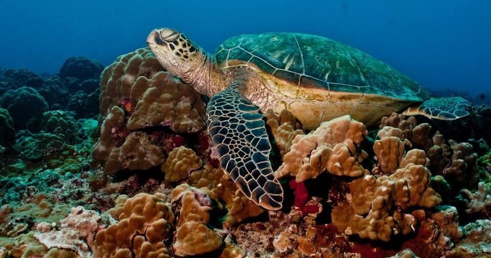 Snorkel Tour