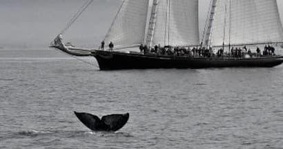 Whale Watching