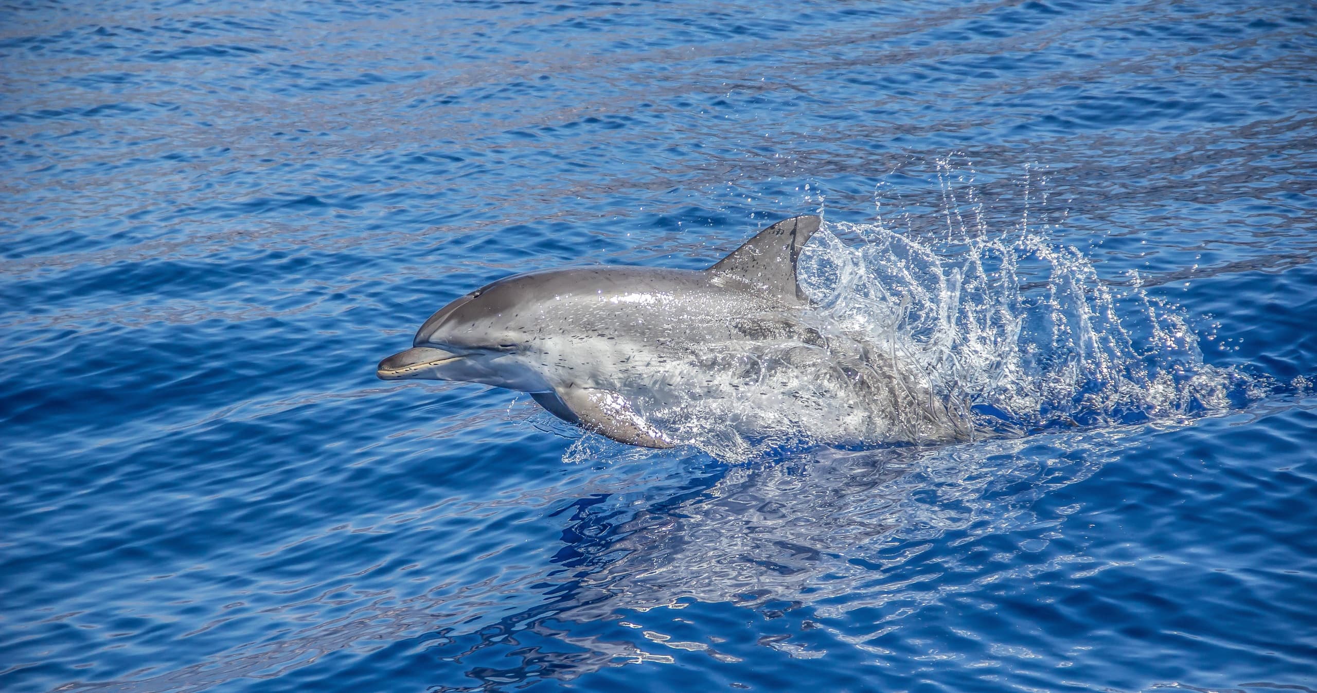 Whale and Dolphin Watching