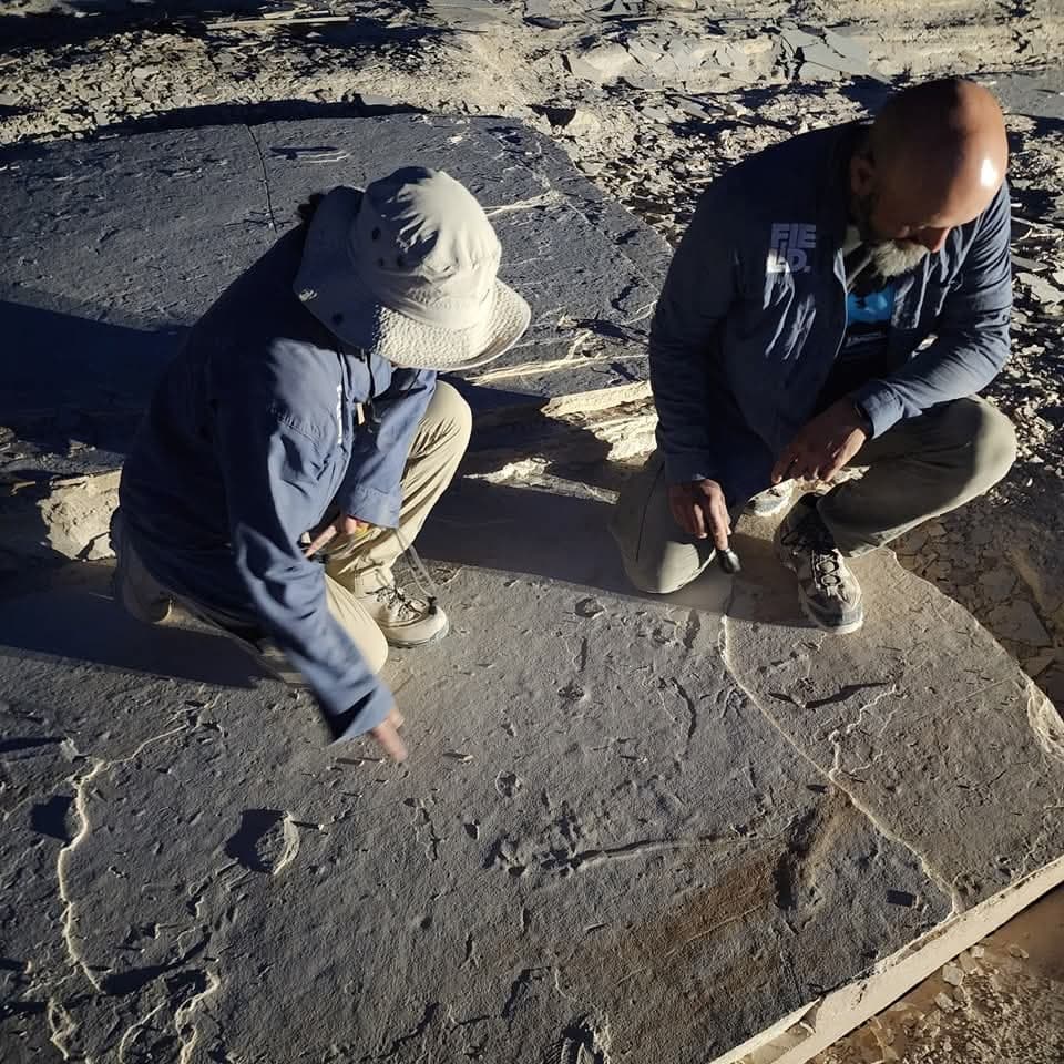 The Ultimate Fossil Dig Adventure