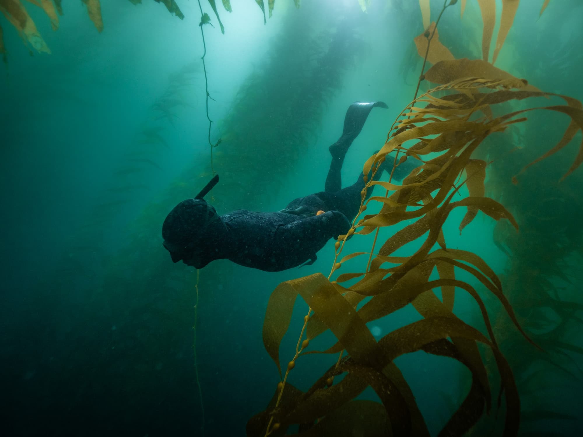 Spearfishing Shore Tour