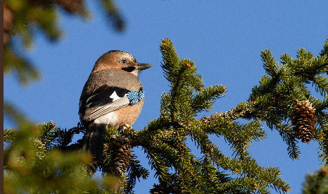 Wildlife Hiking in Stockholm with Animal Spotting - 2 Days