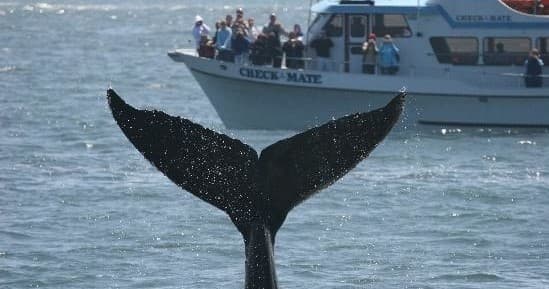 Whale Watching