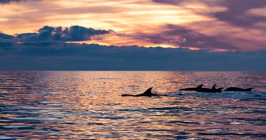 Sunset Dolphins