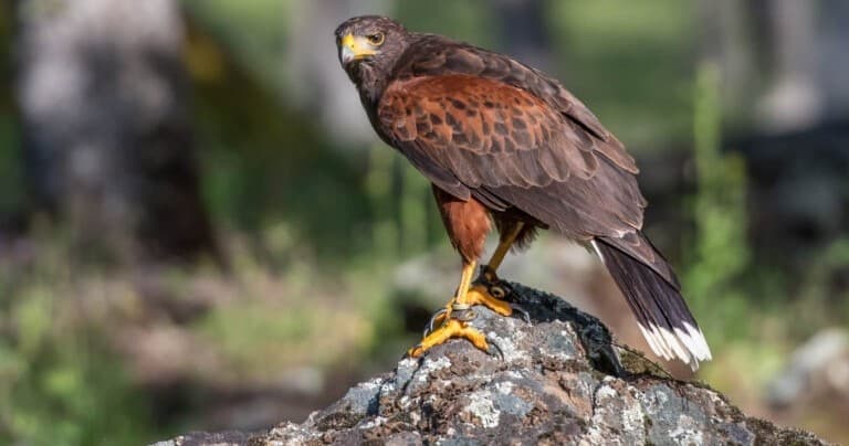 Hawk Walk