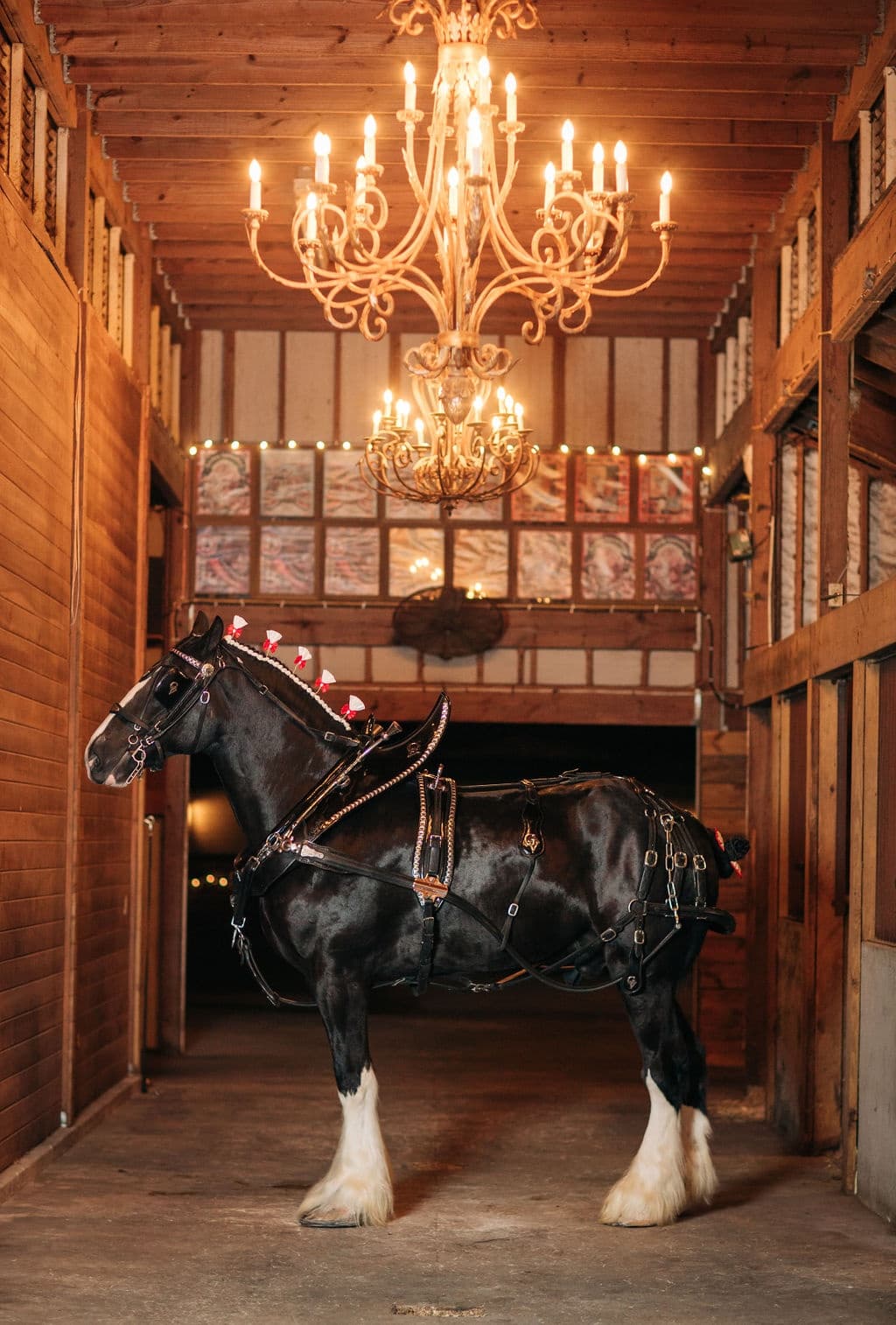 Clydesdale Christmas Experiences