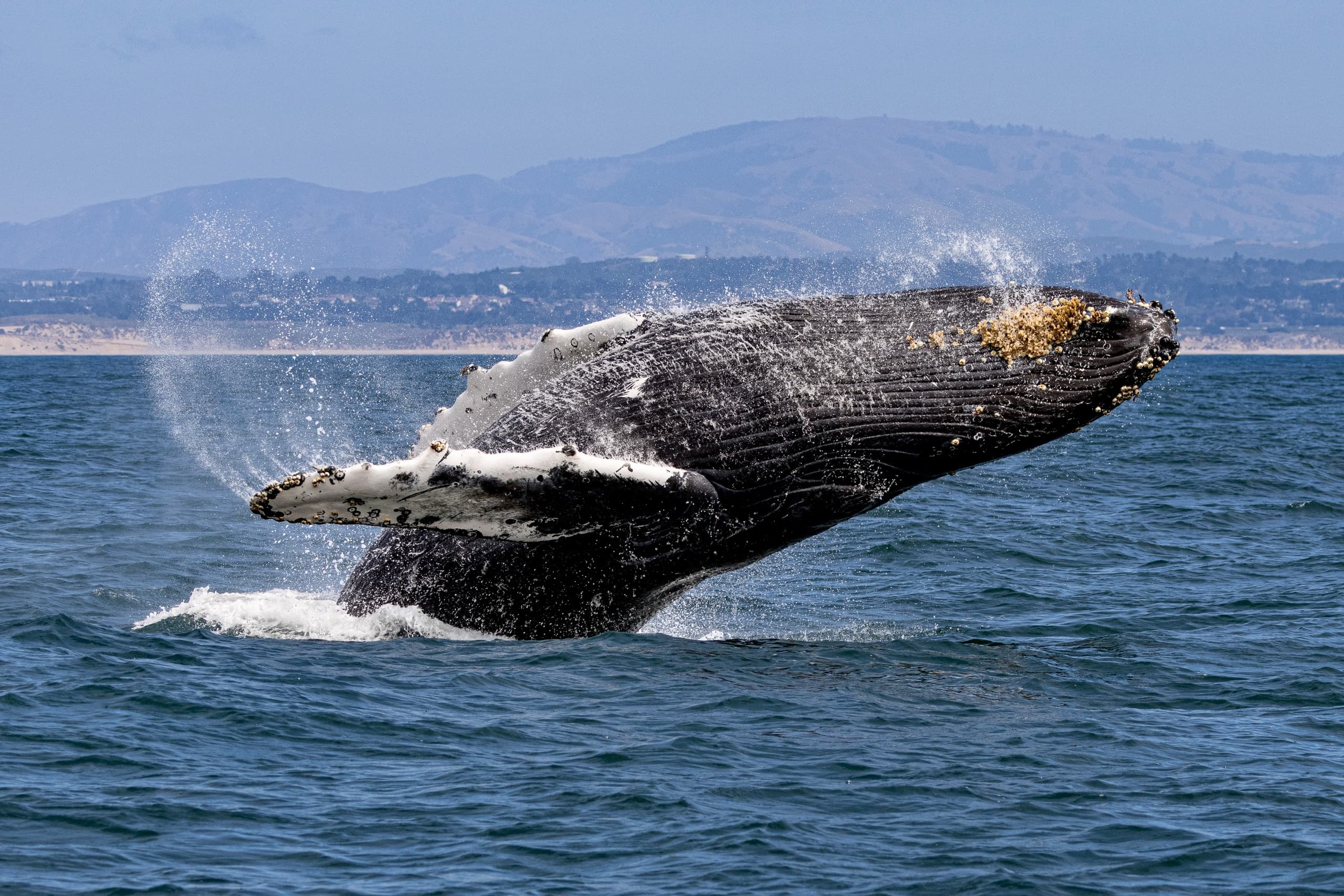 4 Hour Morning Whale Watch