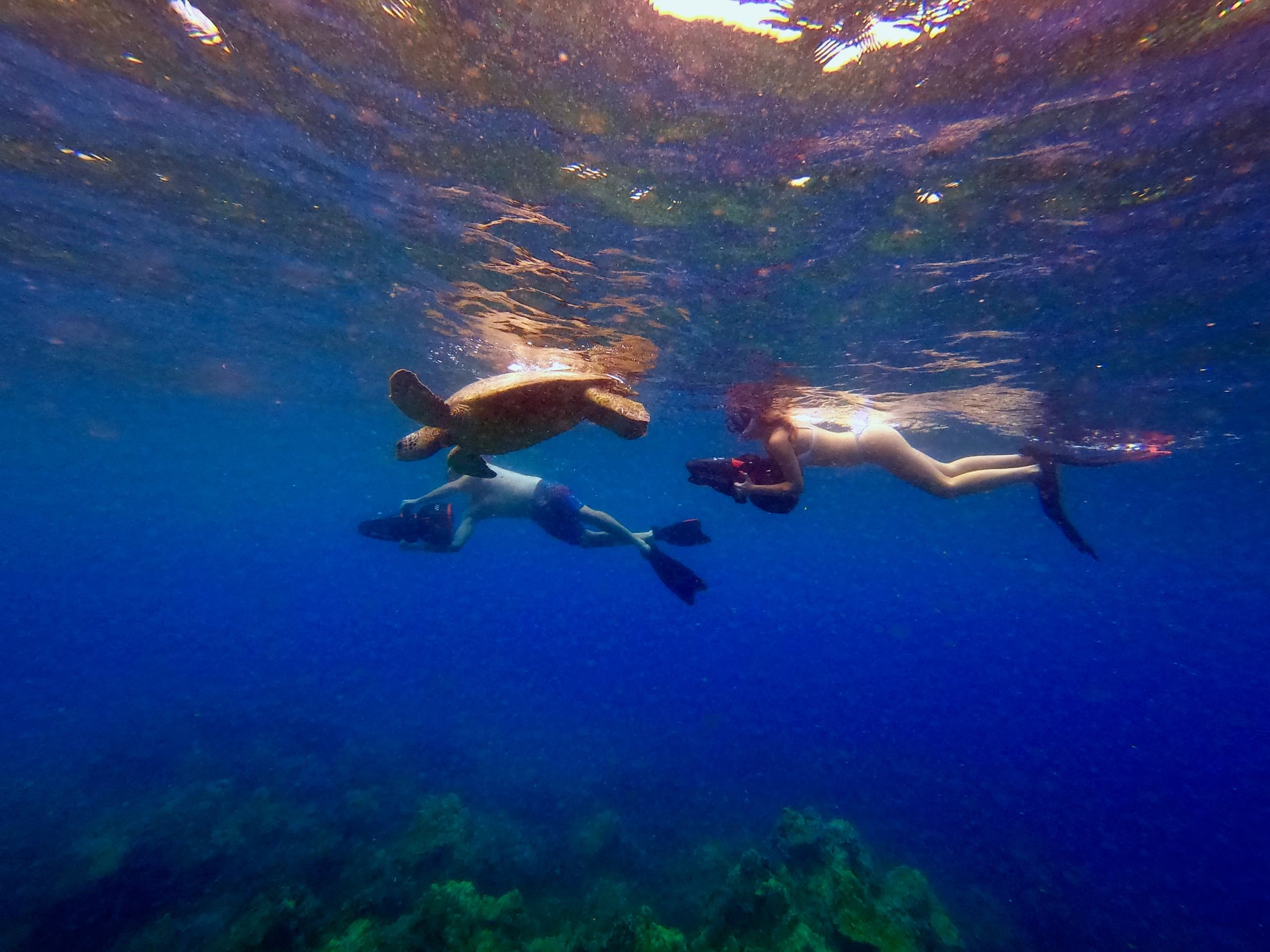 Sea Scooter Snorkeling Guided Tour - Turtle Town