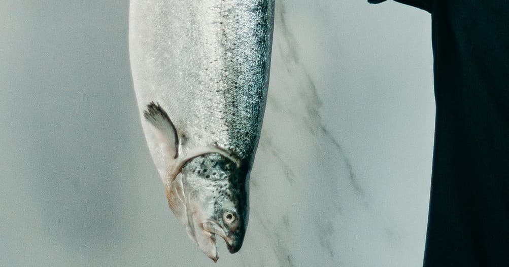 Rockfish and Salmon
