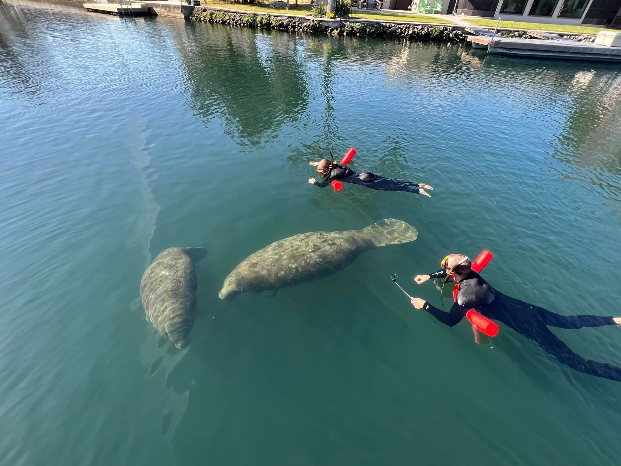 Private Magnificent Manatee Tour | Three Hours | Crystal River