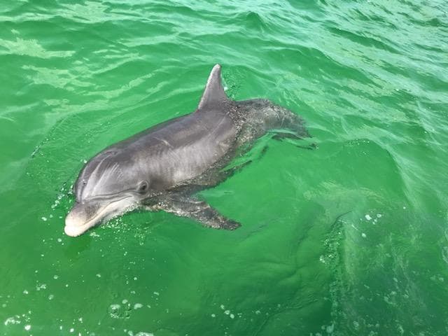 Dolphin Tour, Swimming & Island Adventure