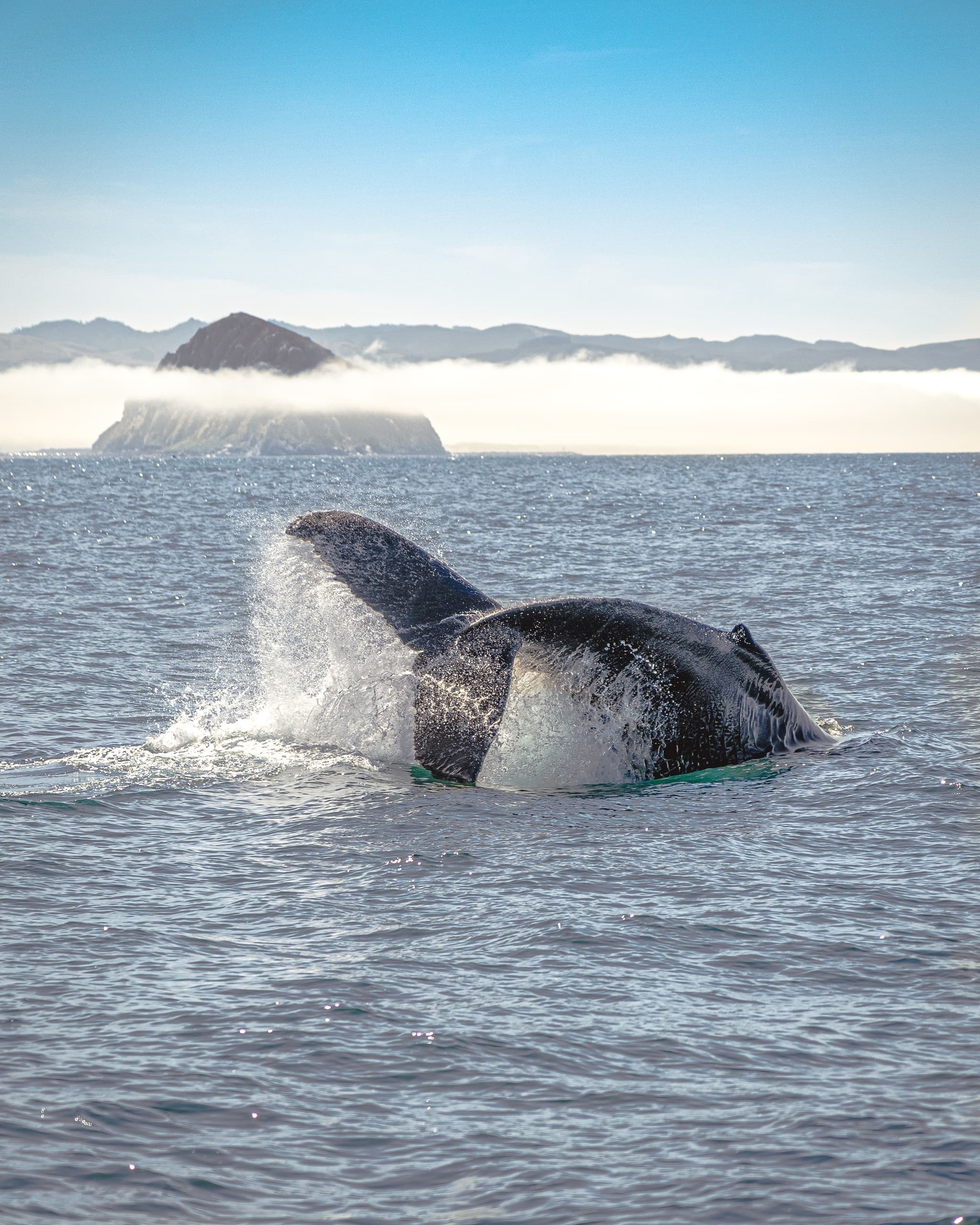 Whale Watching