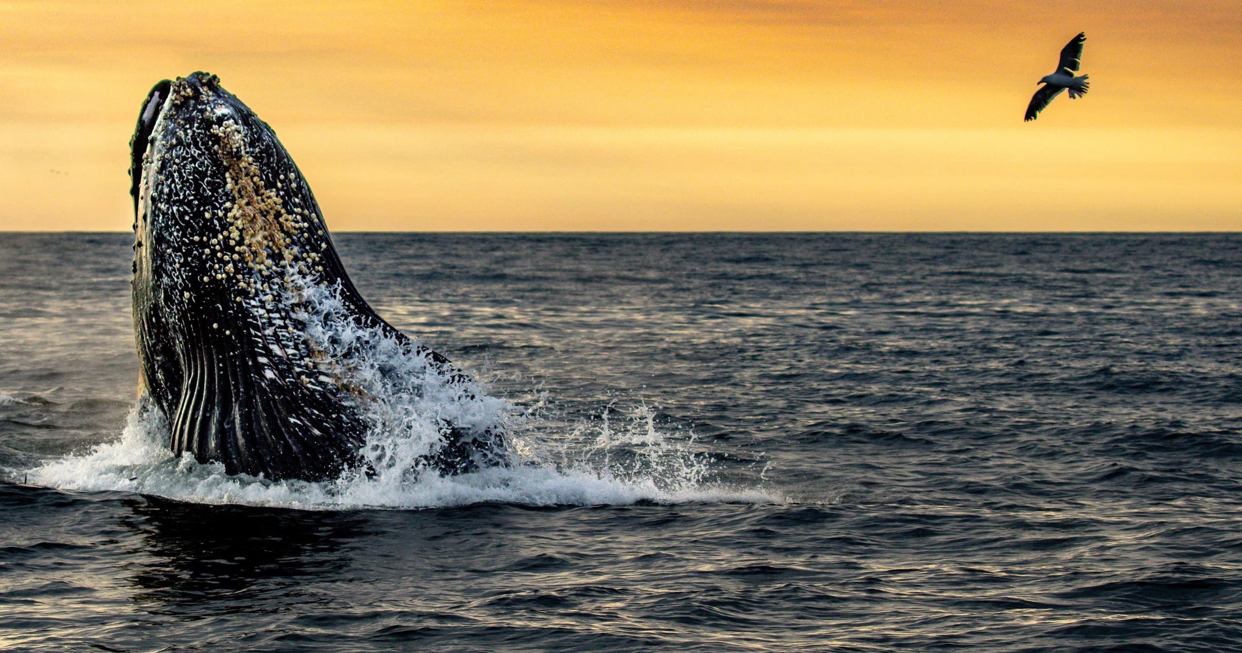 Sunset Whale Watch