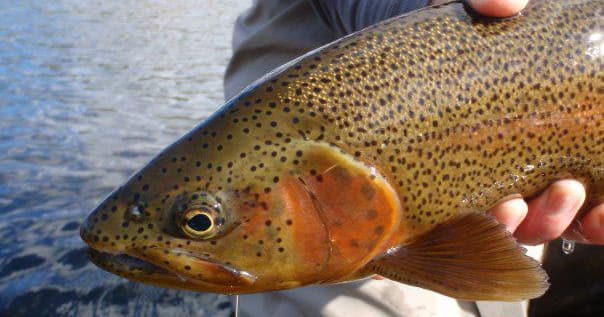 Introduction to Fly Fishing
