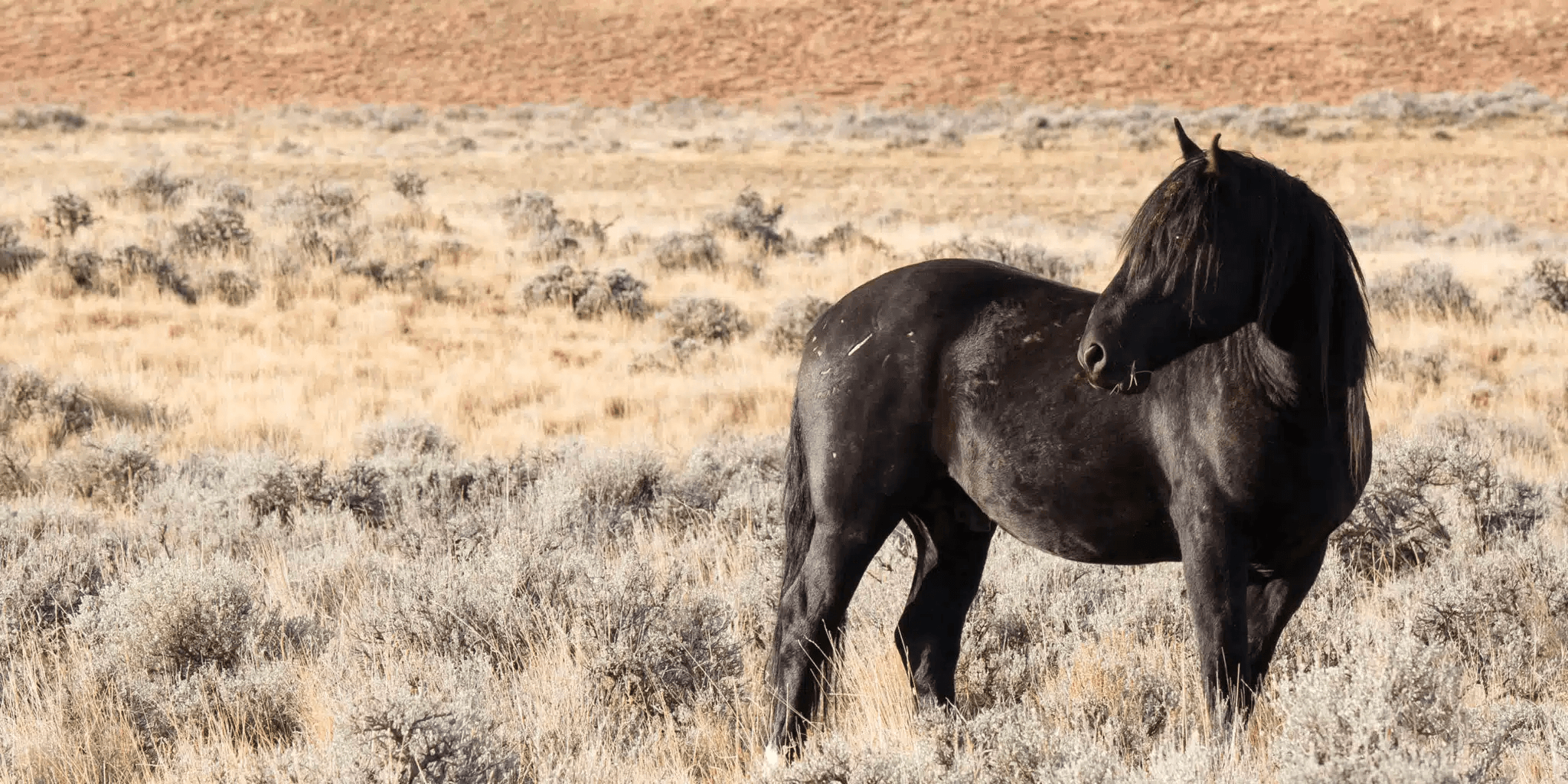 Wild Mustangs of Wyoming