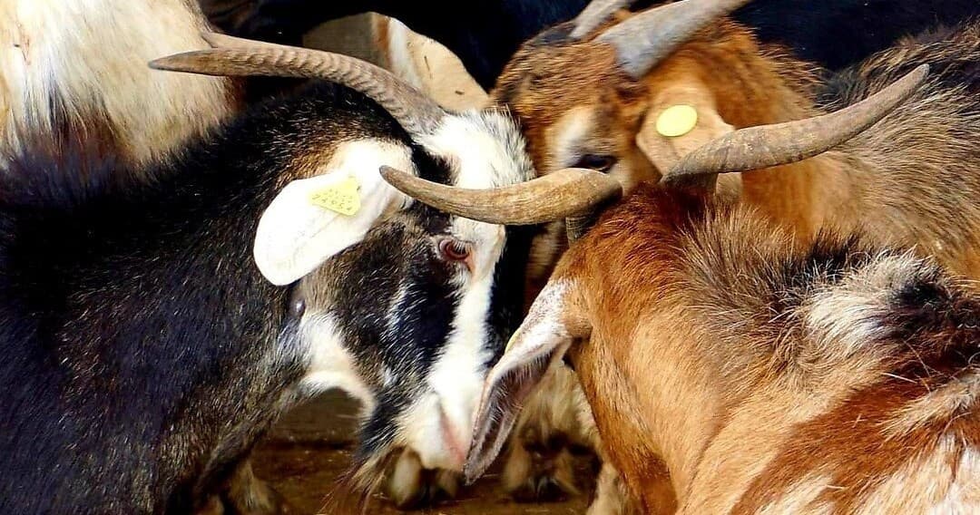 Tenerife Goat Cheese Experience