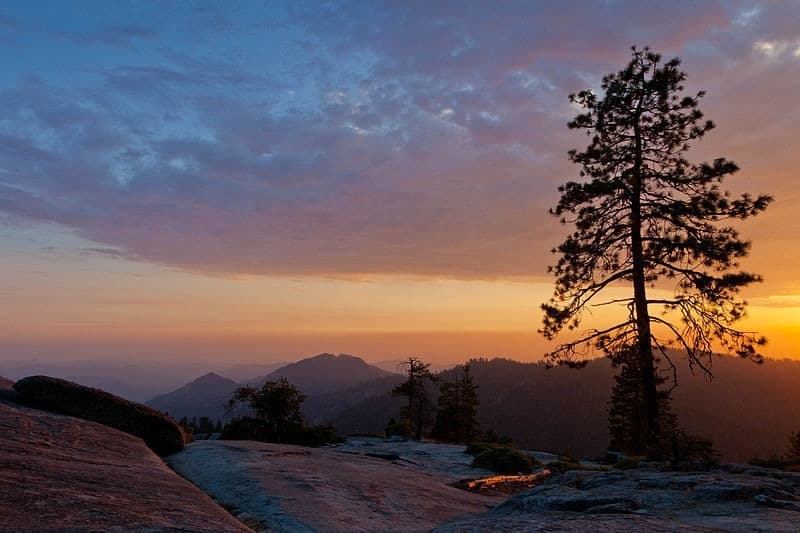 The Golden Hour Sequoia Sunset Walk