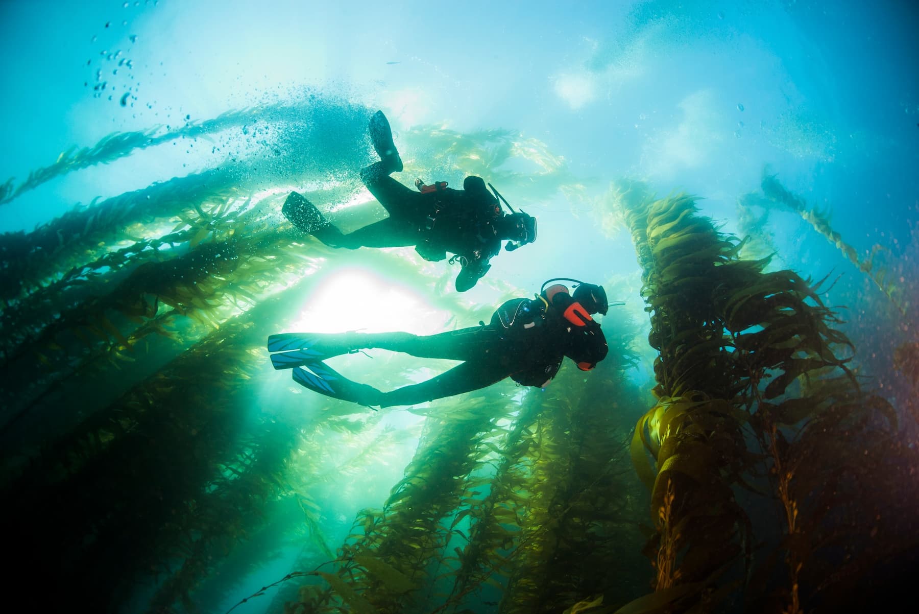 One Dive Guided Tour