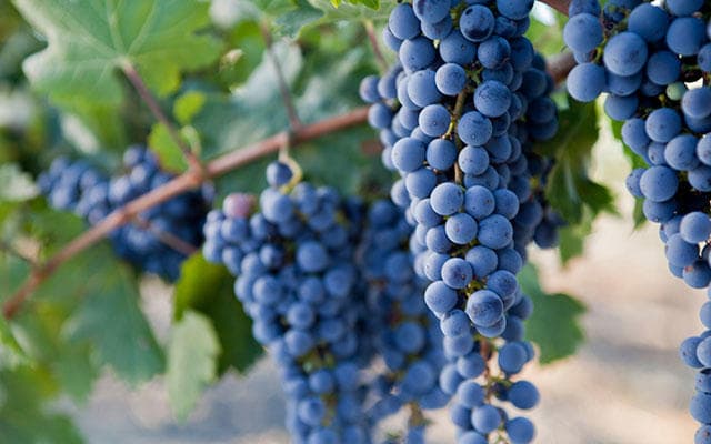 5 Day Premium Package Wine Tour SUV (Start time is Flexible)