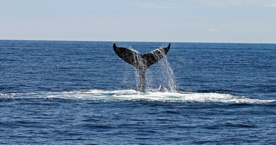 Go Fast Whale Watching