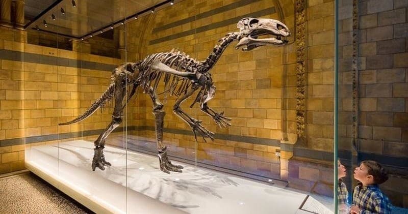 Natural History Museum London Family Tour