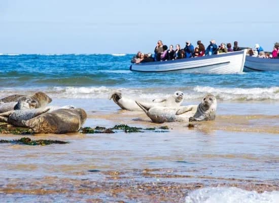 Seal Trip