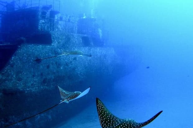 Shipwreck & Shallow Reef Dives