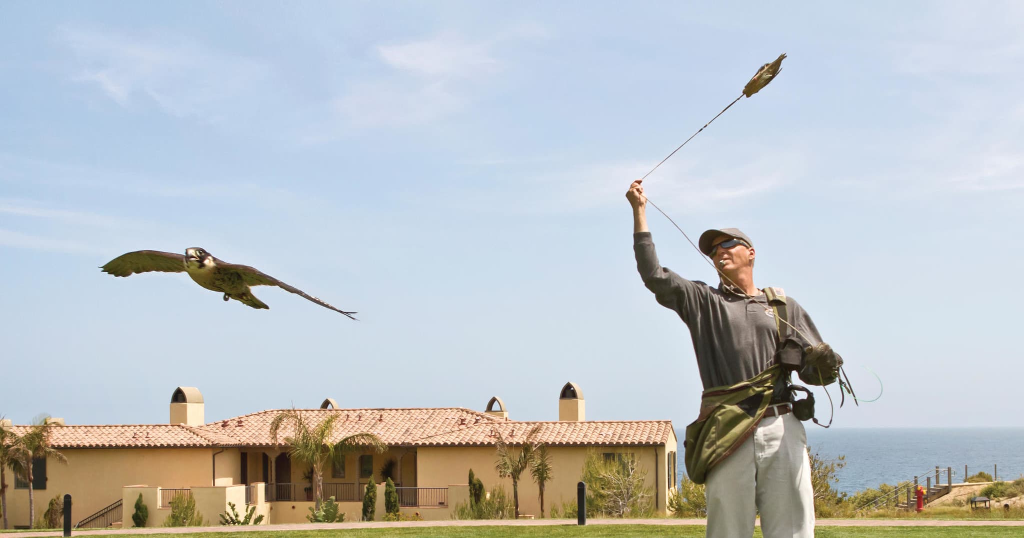 Private Falconry Experience