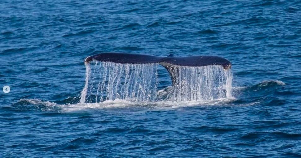 Whale Watching and Dolphin Tours