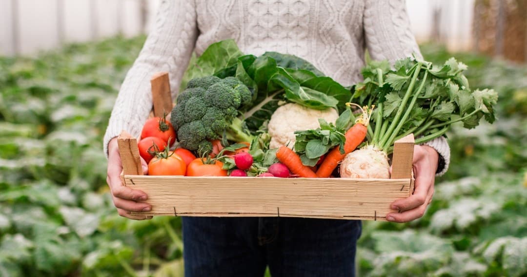 Veggie Food Experience at Organic Farm
