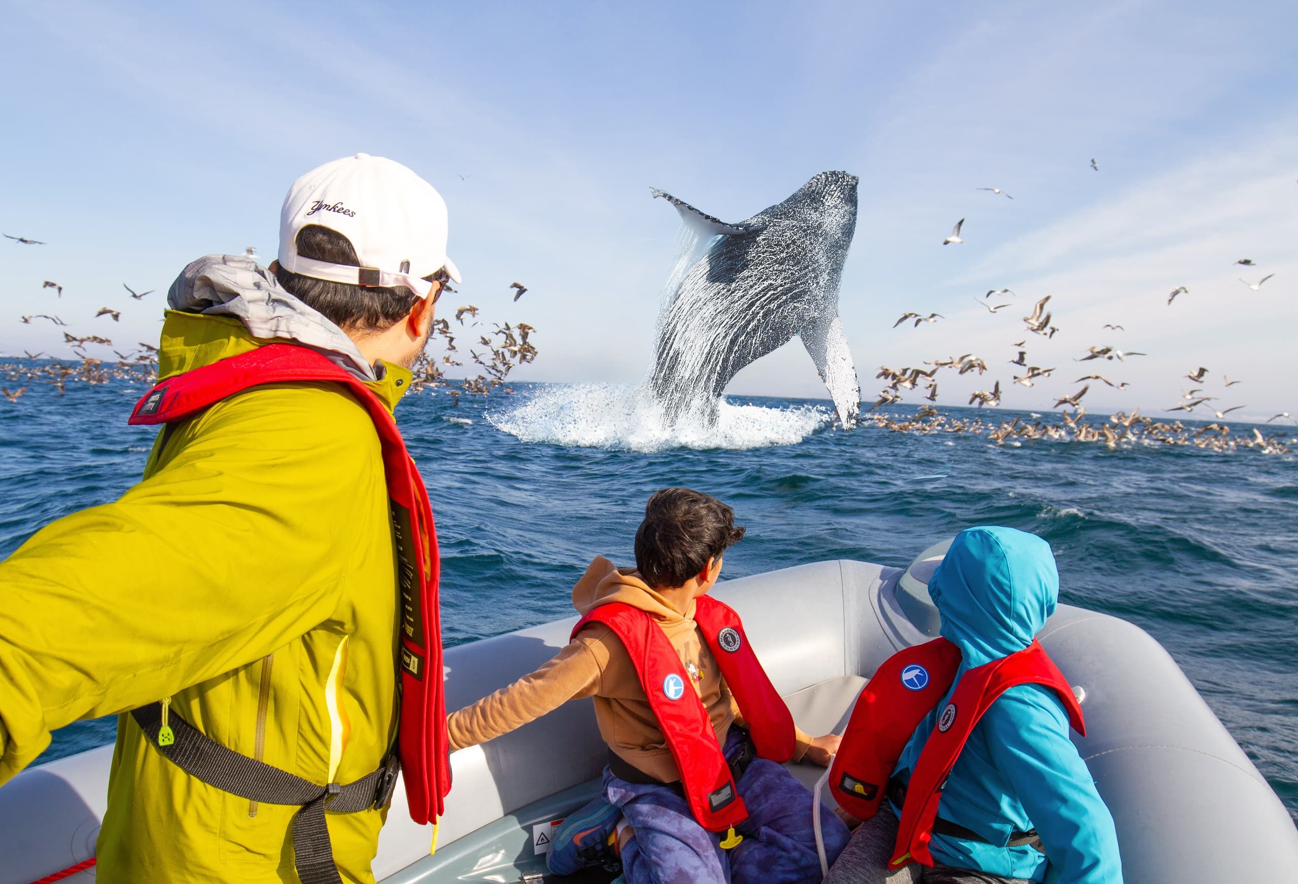 Signature Whale and Dolphin Watching Tour (3Hrs)