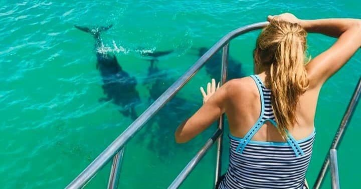 Dolphin Tour