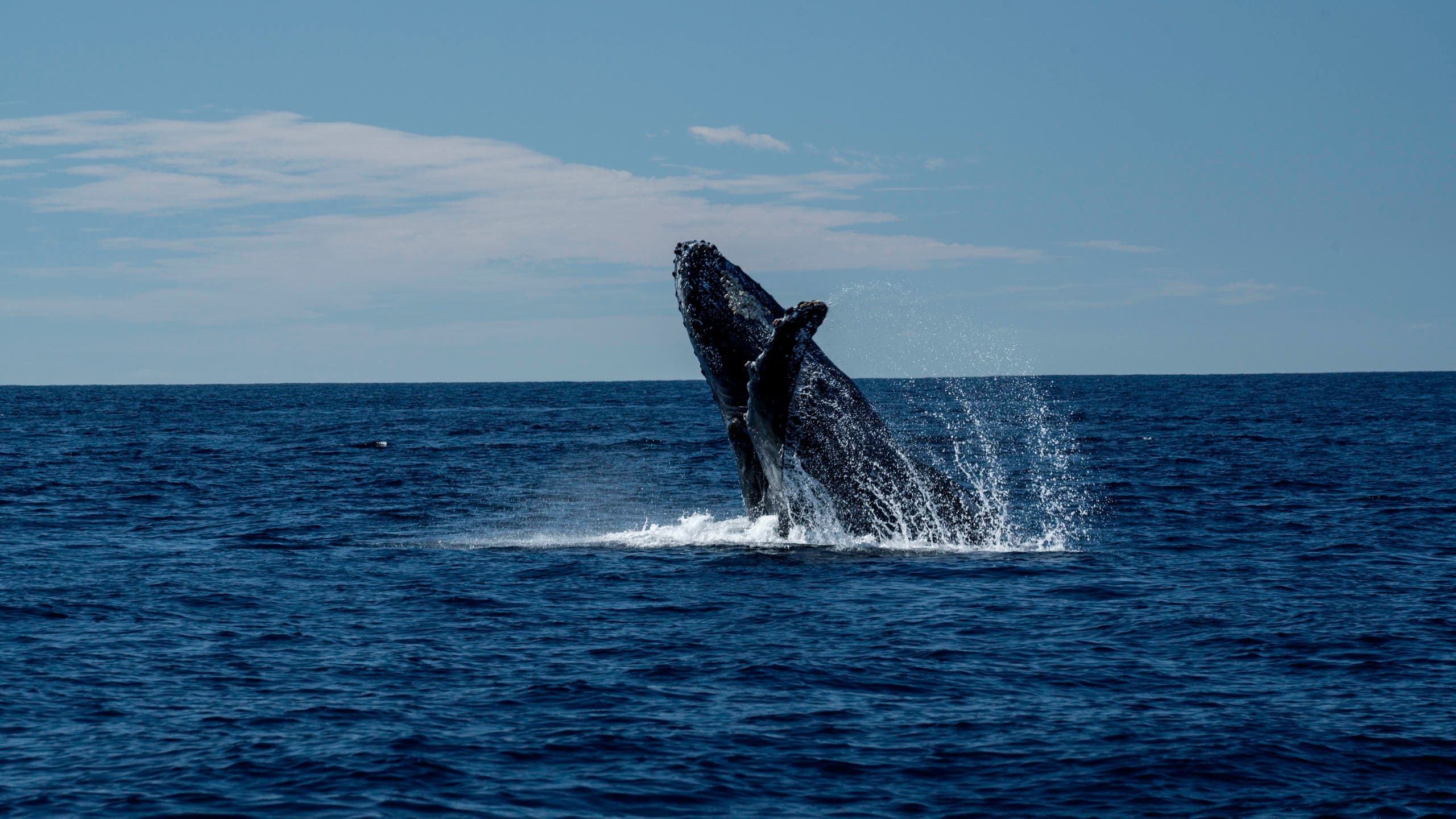 Whale Safari
