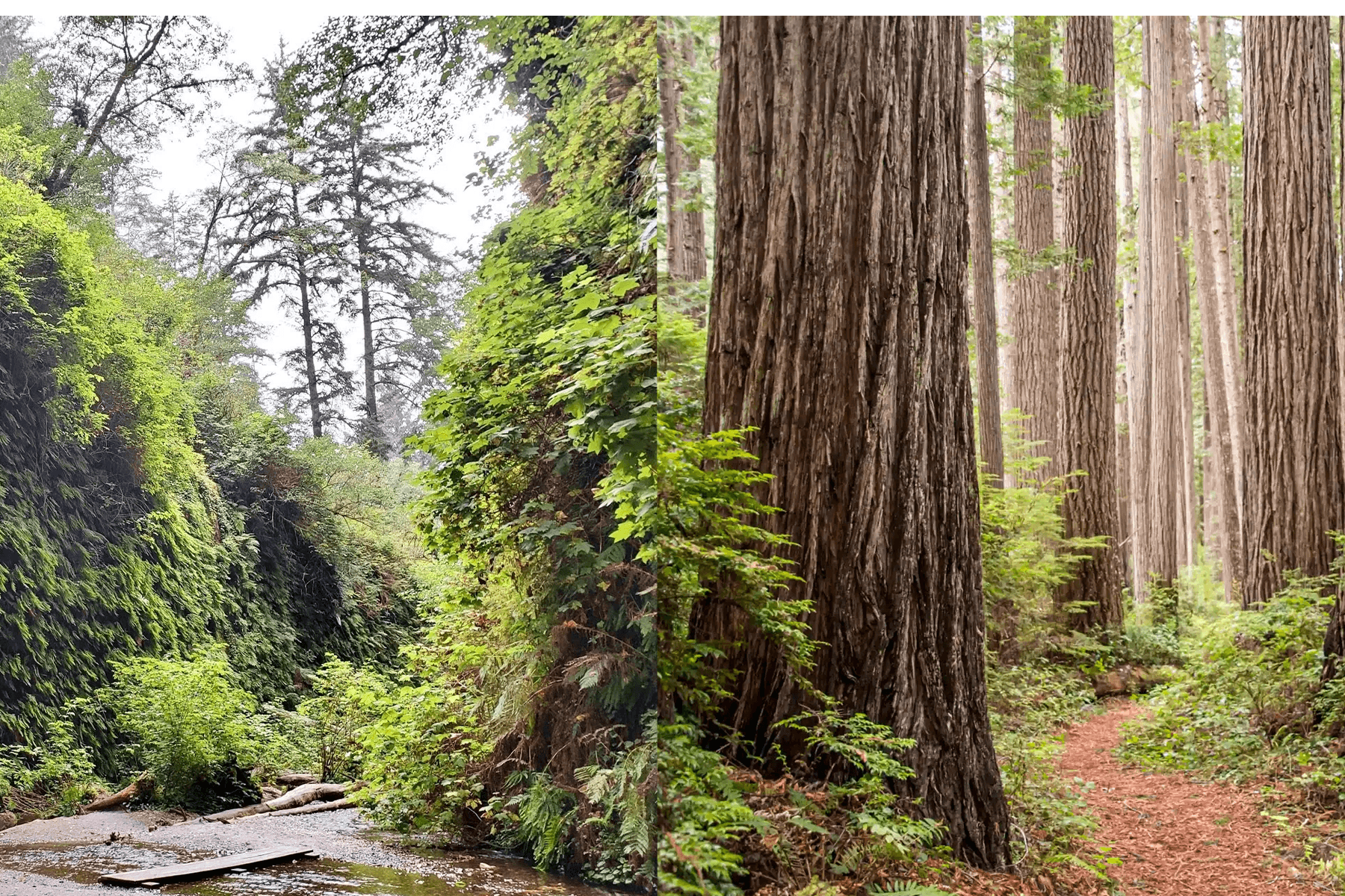 Full Day Tallest Trees/Fern Canyon Tour