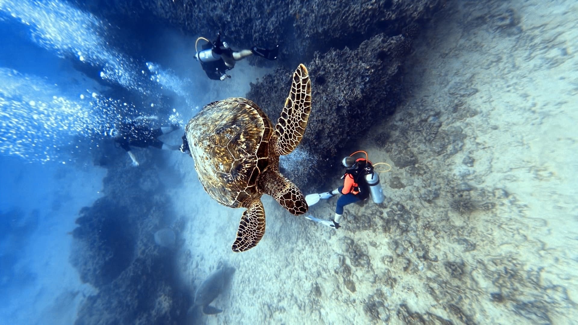 PADI Open Water Scuba Diver Referral