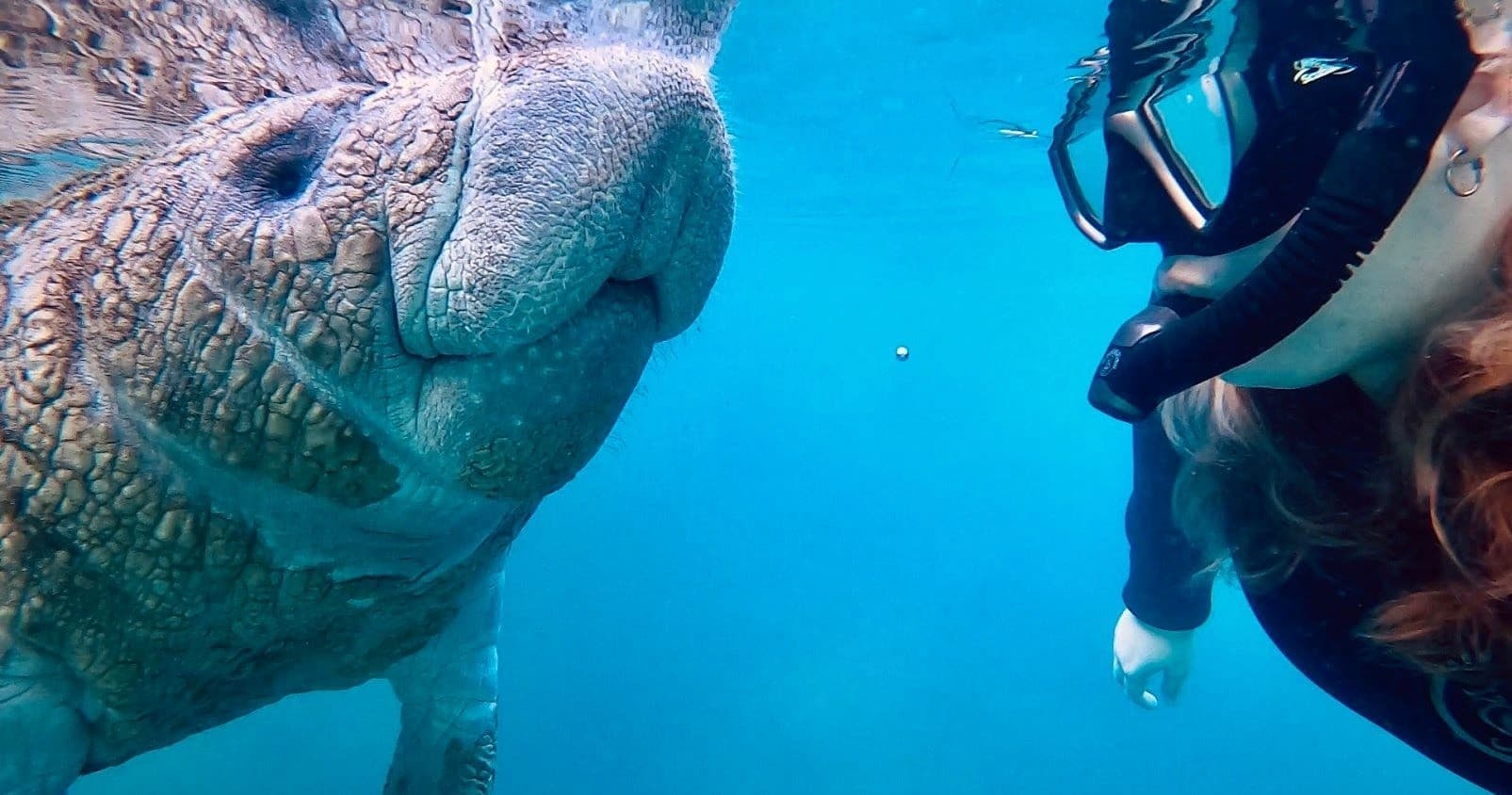 Manatee Snorkel Tour