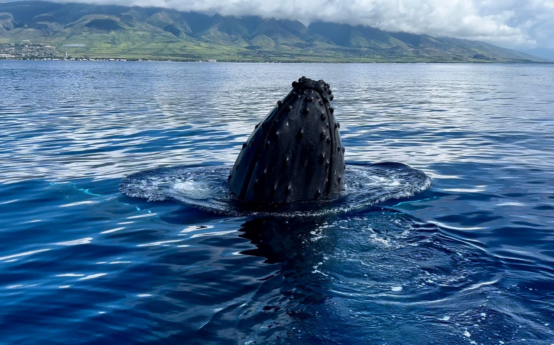 Private Exclusive Whale Excursion