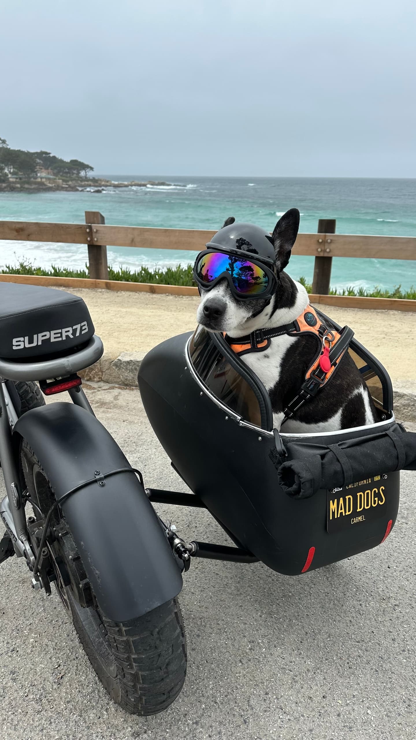 Dog-Friendly Electric Bike & Sidecar Guided Tour
