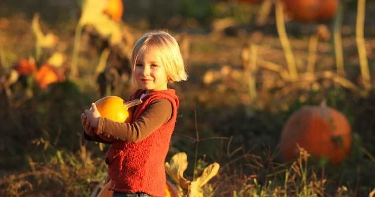 Pumpkin Express - Willits