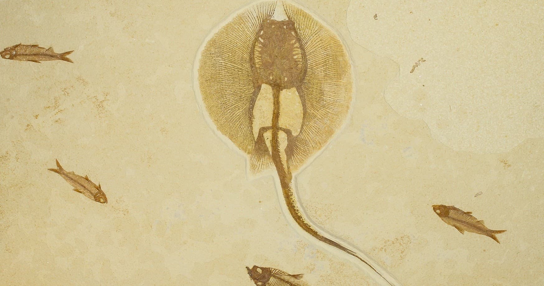 Fossil Lake Safari - Exclusive Dig