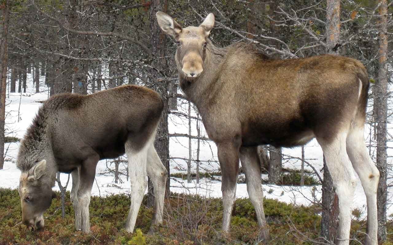 Moose Safari by Minivan