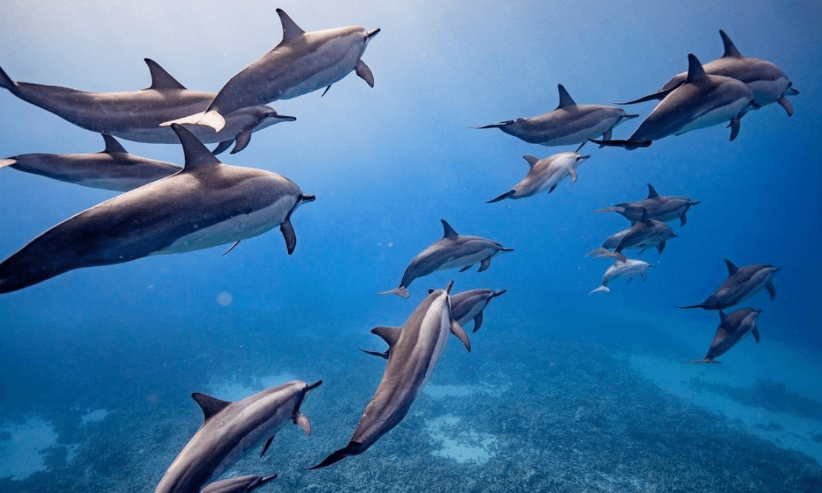 Semi-Private 5HR Eco- Raft Lanai Snorkel Dolphin Watch