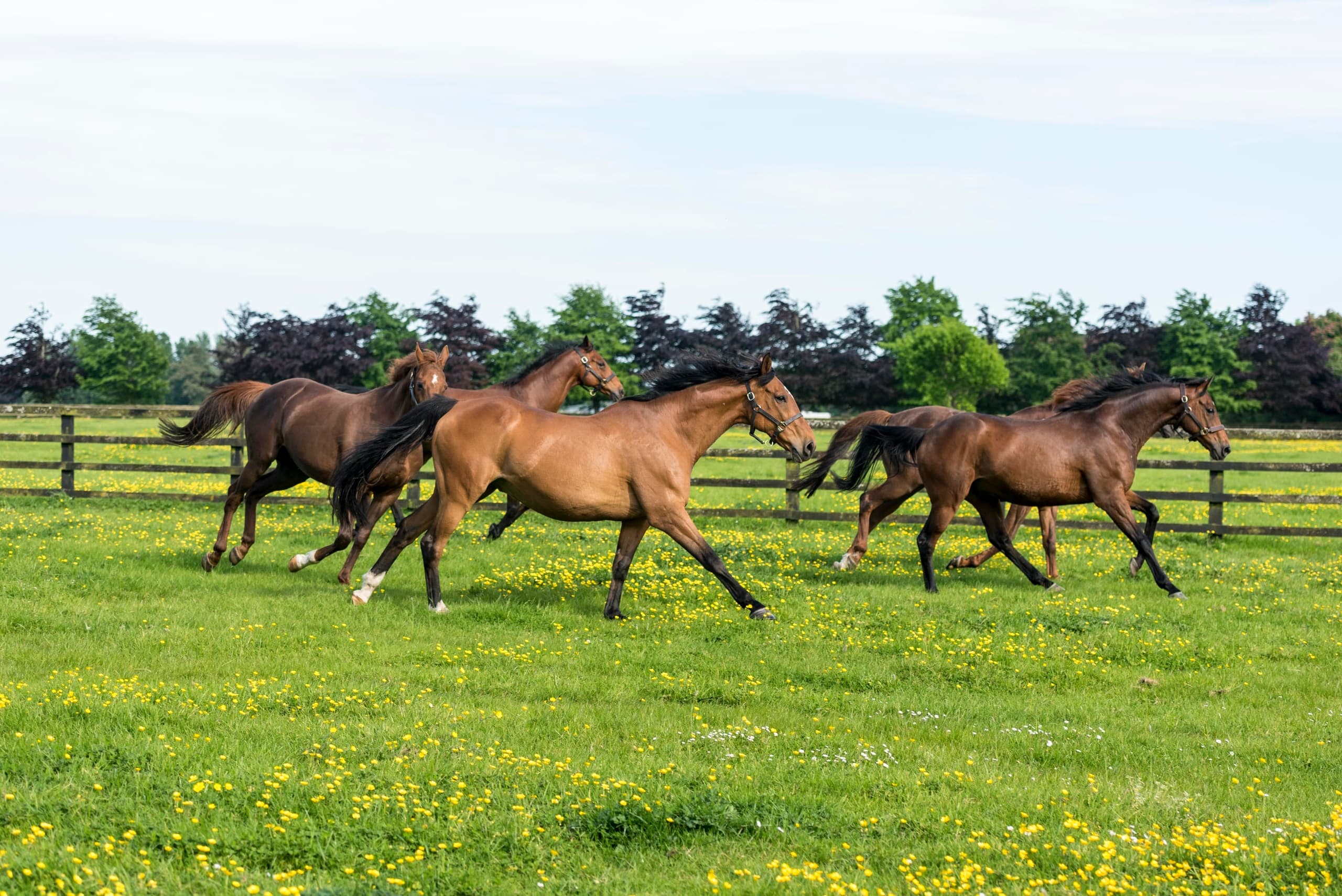 Irish Horse Country - Kildare Tour