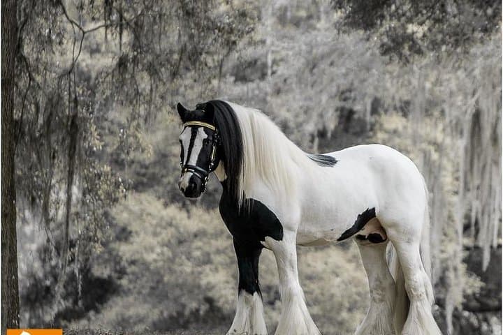 Gypsy Gold Horse Farm Tour 