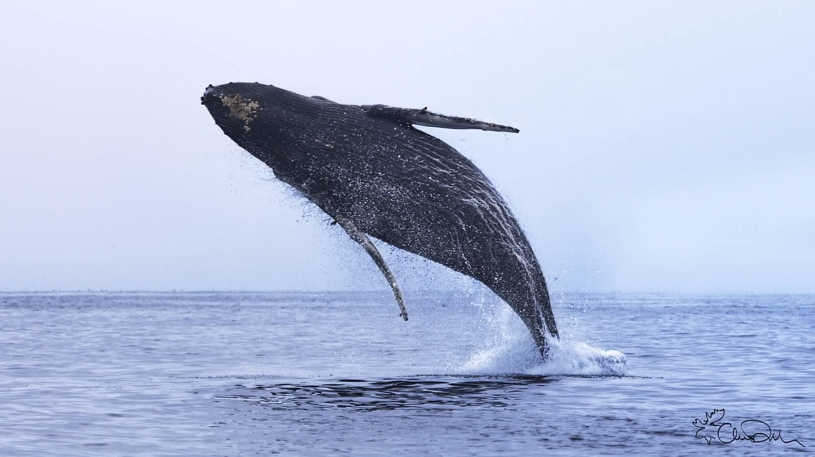 Sanctuary Monterey Bay Whale Watch (2-3 hours)