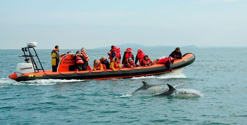 Dolphin and Whale Adventure