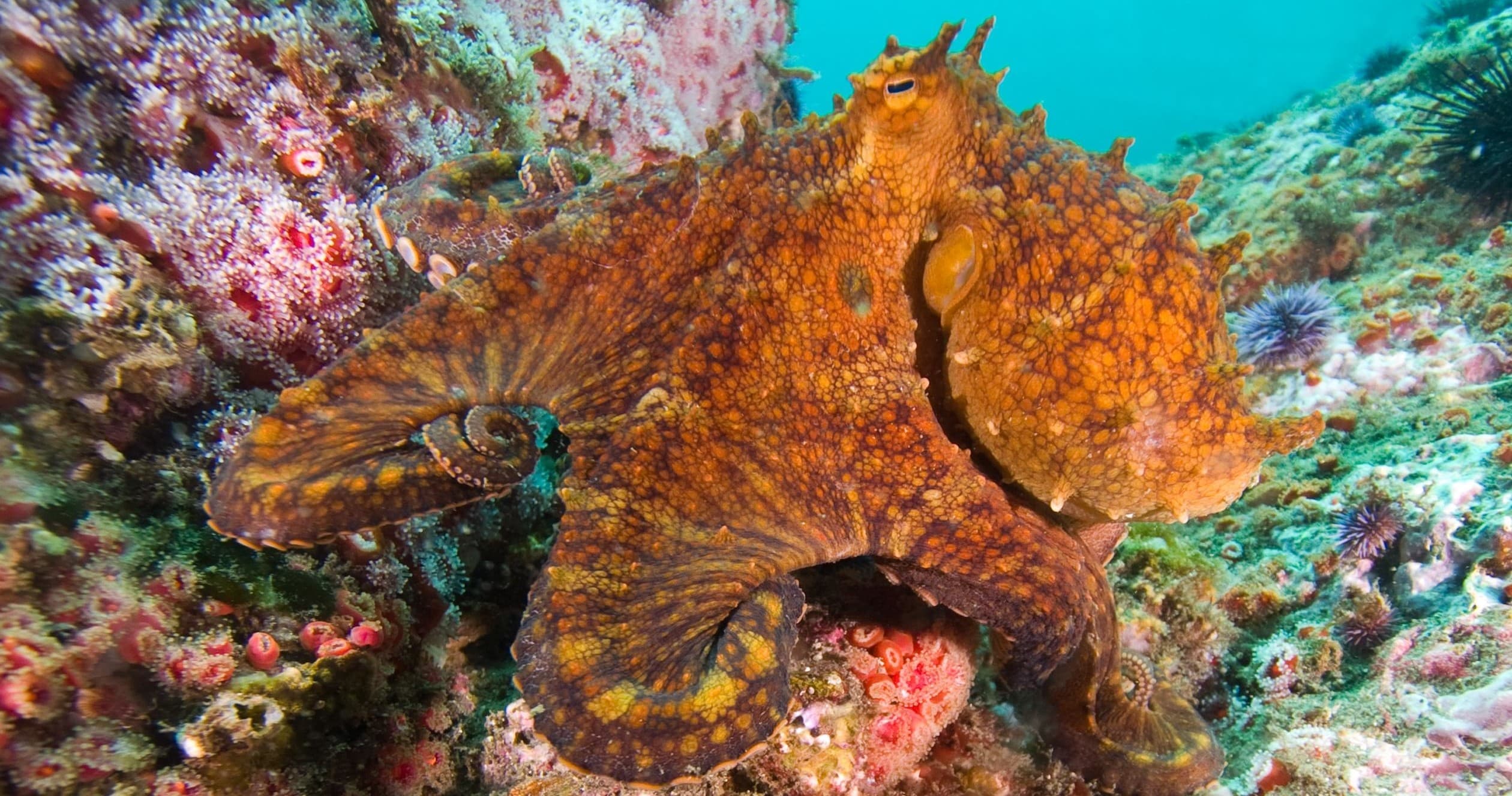 Dive Trip